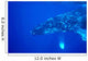 Hawaii, Close-Up Side View Of Humpback Whale Underwater Wall Mural
