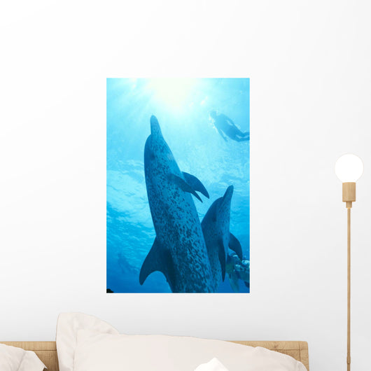Sunburst Snorkeler Wall Mural