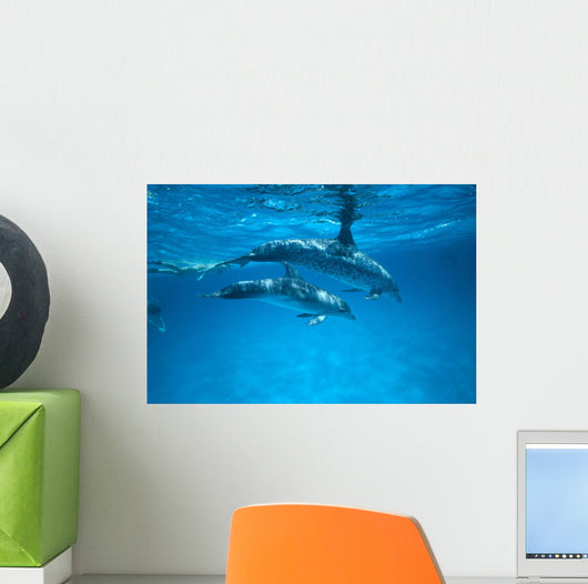 Pair Near Surface With Reflections Wall Mural