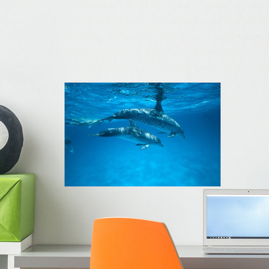 Pair Near Surface With Reflections Wall Mural
