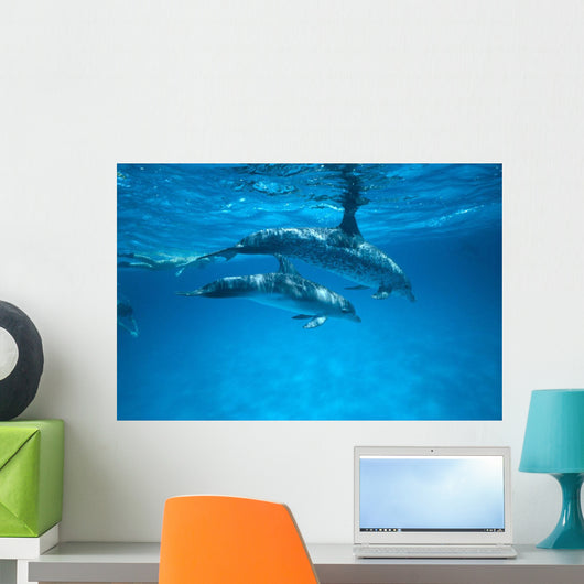 Pair Near Surface With Reflections Wall Mural