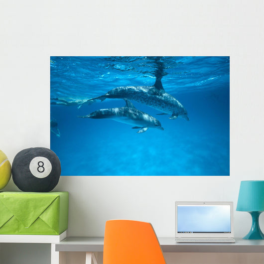 Pair Near Surface With Reflections Wall Mural