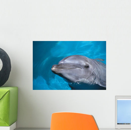 Hawaii, Pacific Bottlenose Dolphin Close-Up Of Face, Turquoise Water Wall Mural