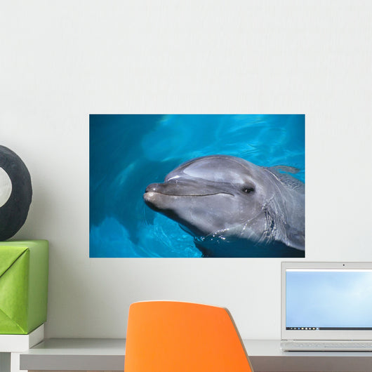 Hawaii, Pacific Bottlenose Dolphin Close-Up Of Face, Turquoise Water Wall Mural