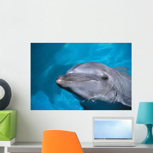 Hawaii, Pacific Bottlenose Dolphin Close-Up Of Face, Turquoise Water Wall Mural