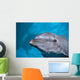 Hawaii, Pacific Bottlenose Dolphin Close-Up Of Face, Turquoise Water Wall Mural