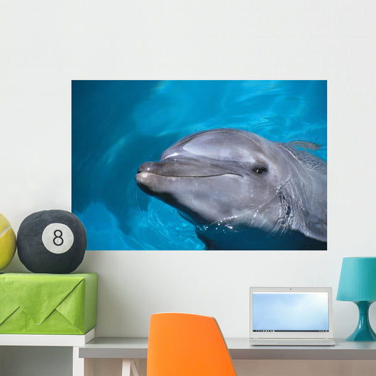 Hawaii, Pacific Bottlenose Dolphin Close-Up Of Face, Turquoise Water Wall Mural