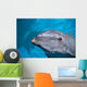 Hawaii, Pacific Bottlenose Dolphin Close-Up Of Face, Turquoise Water Wall Mural