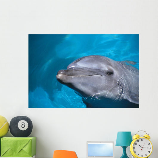 Hawaii, Pacific Bottlenose Dolphin Close-Up Of Face, Turquoise Water Wall Mural
