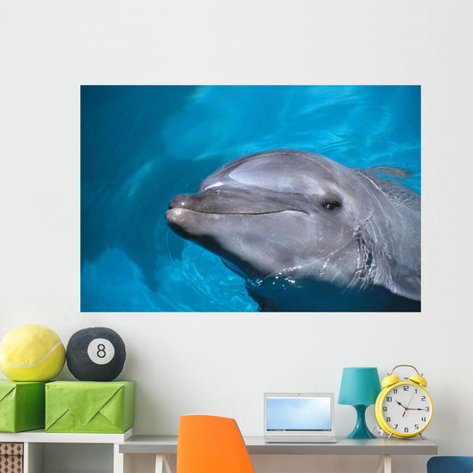 Hawaii, Pacific Bottlenose Dolphin Close-Up Of Face, Turquoise Water Wall Mural