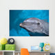 Hawaii, Pacific Bottlenose Dolphin Close-Up Of Face, Turquoise Water Wall Mural