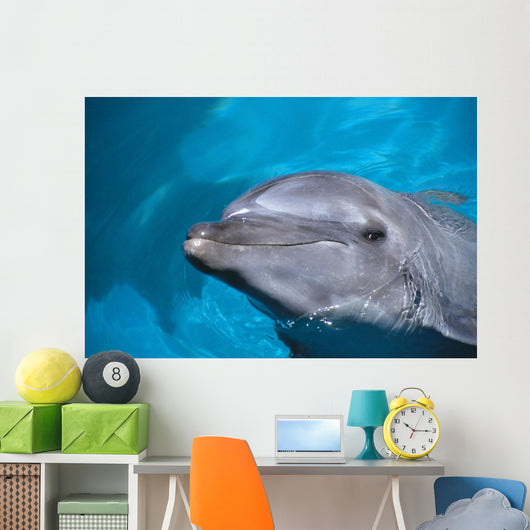 Hawaii, Pacific Bottlenose Dolphin Close-Up Of Face, Turquoise Water Wall Mural