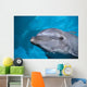Hawaii, Pacific Bottlenose Dolphin Close-Up Of Face, Turquoise Water Wall Mural