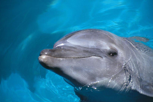 Hawaii, Pacific Bottlenose Dolphin Close-Up Of Face, Turquoise Water Wall Mural
