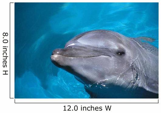 Hawaii, Pacific Bottlenose Dolphin Close-Up Of Face, Turquoise Water Wall Mural