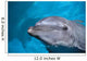 Hawaii, Pacific Bottlenose Dolphin Close-Up Of Face, Turquoise Water Wall Mural