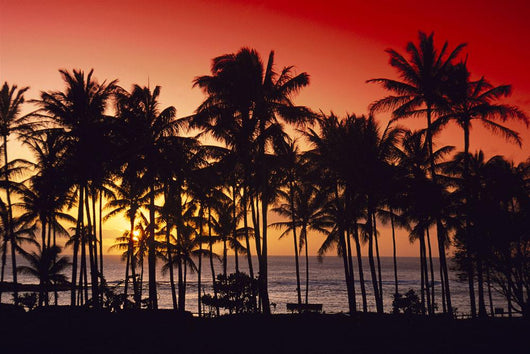 Palms Silhouette Wall Mural