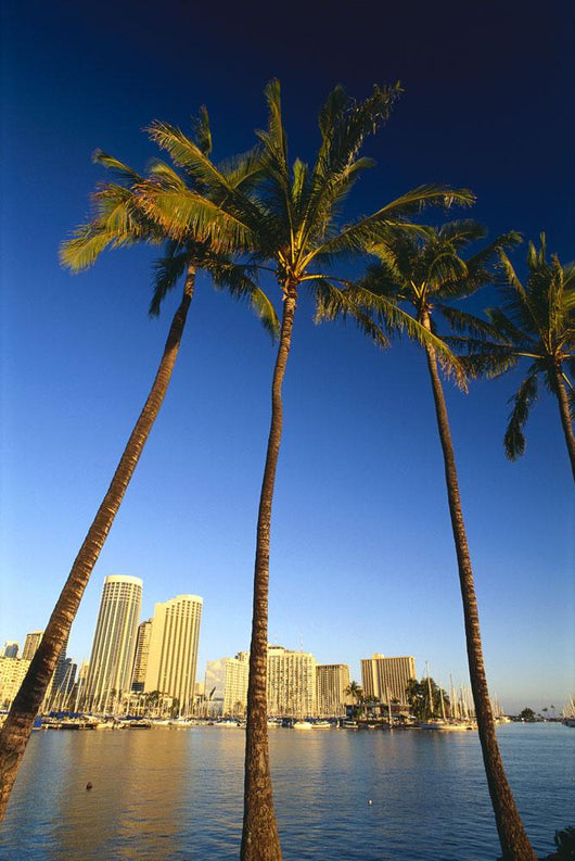 Palm Trees In Foreground Wall Mural