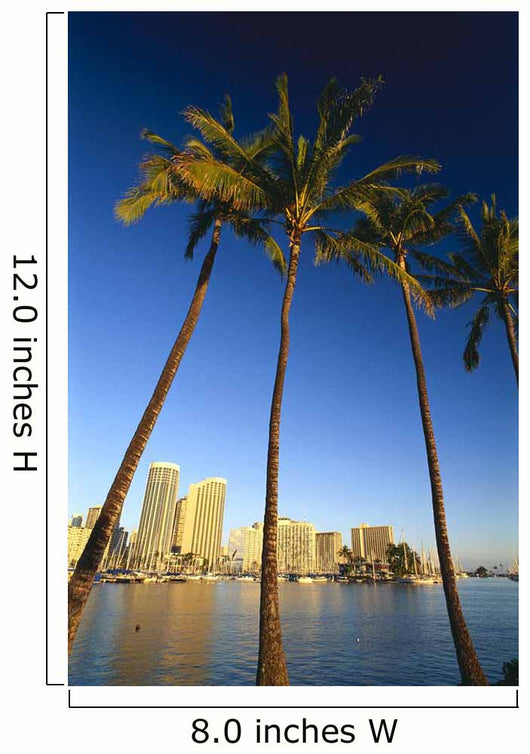 Palm Trees In Foreground Wall Mural