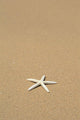 Side View Close-Up Of Single White Starfish On Sandy Beach Wall Mural