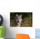 Montana, Flathead National Forest, Gray Wolf Looks Into Camera Wall Mural