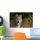 Montana, Flathead National Forest, Gray Wolf Looks Into Camera Wall Mural
