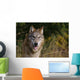 Montana, Flathead National Forest, Gray Wolf Looks Into Camera Wall Mural