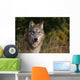 Montana, Flathead National Forest, Gray Wolf Looks Into Camera Wall Mural