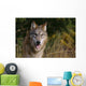 Montana, Flathead National Forest, Gray Wolf Looks Into Camera Wall Mural