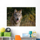 Montana, Flathead National Forest, Gray Wolf Looks Into Camera Wall Mural