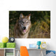 Montana, Flathead National Forest, Gray Wolf Looks Into Camera Wall Mural