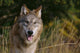Montana, Flathead National Forest, Gray Wolf Looks Into Camera Wall Mural