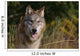 Montana, Flathead National Forest, Gray Wolf Looks Into Camera Wall Mural
