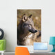 Montana, Portrait Shot, Side View Of Gray Wolf In Field Of Dry Grass Wall Mural