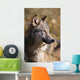 Montana, Portrait Shot, Side View Of Gray Wolf In Field Of Dry Grass Wall Mural