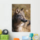 Montana, Portrait Shot, Side View Of Gray Wolf In Field Of Dry Grass Wall Mural