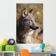 Montana, Portrait Shot, Side View Of Gray Wolf In Field Of Dry Grass Wall Mural