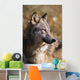 Montana, Portrait Shot, Side View Of Gray Wolf In Field Of Dry Grass Wall Mural
