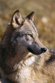Montana, Portrait Shot, Side View Of Gray Wolf In Field Of Dry Grass Wall Mural