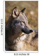 Montana, Portrait Shot, Side View Of Gray Wolf In Field Of Dry Grass Wall Mural
