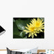 Two Yellow Water Lilies, Close-Up, Lily Pad Wall Mural