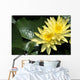 Two Yellow Water Lilies, Close-Up, Lily Pad Wall Mural