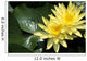 Two Yellow Water Lilies, Close-Up, Lily Pad Wall Mural