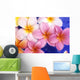 Close-Up Of Yellow And Pink Plumeria Flowers Wall Mural