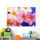 Close-Up Of Yellow And Pink Plumeria Flowers Wall Mural