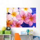 Close-Up Of Yellow And Pink Plumeria Flowers Wall Mural