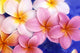 Close-Up Of Yellow And Pink Plumeria Flowers Wall Mural