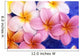 Close-Up Of Yellow And Pink Plumeria Flowers Wall Mural