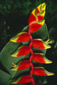 Detail Of Hanging Heliconia Against Leaf, Bright Contrasting Colors Wall Mural