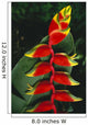 Detail Of Hanging Heliconia Against Leaf, Bright Contrasting Colors Wall Mural